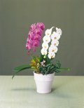 胡蝶蘭 紅白大輪2本立観葉寄せ植え 立て札付